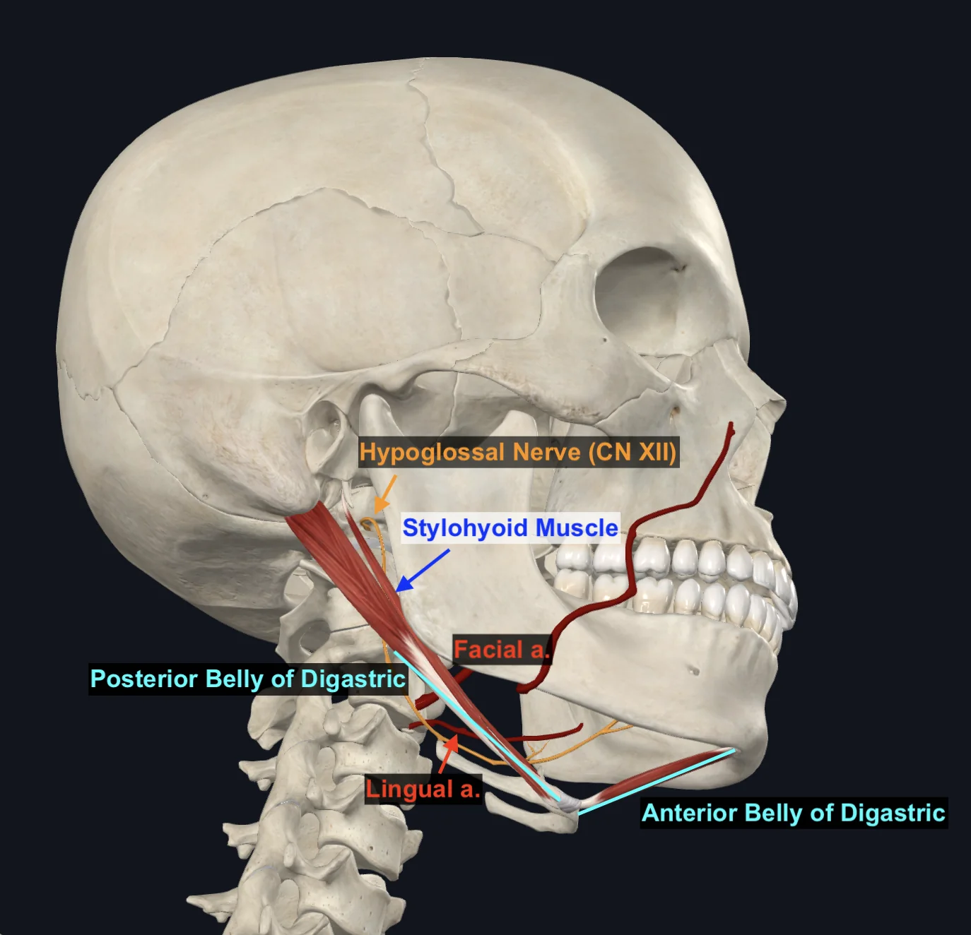 Submandibular Triangle