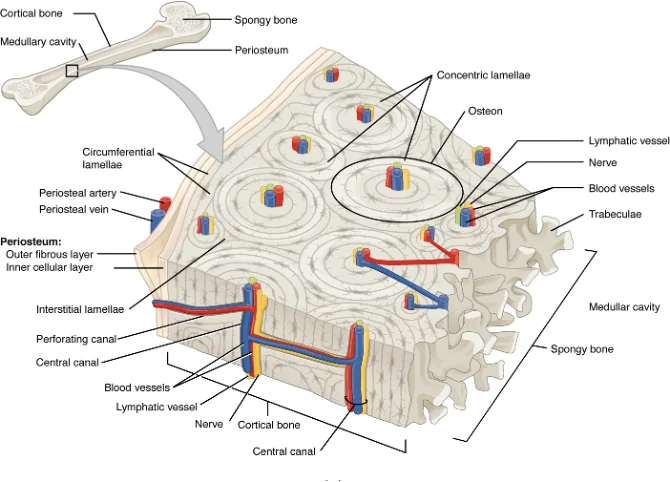 Spongy Bone