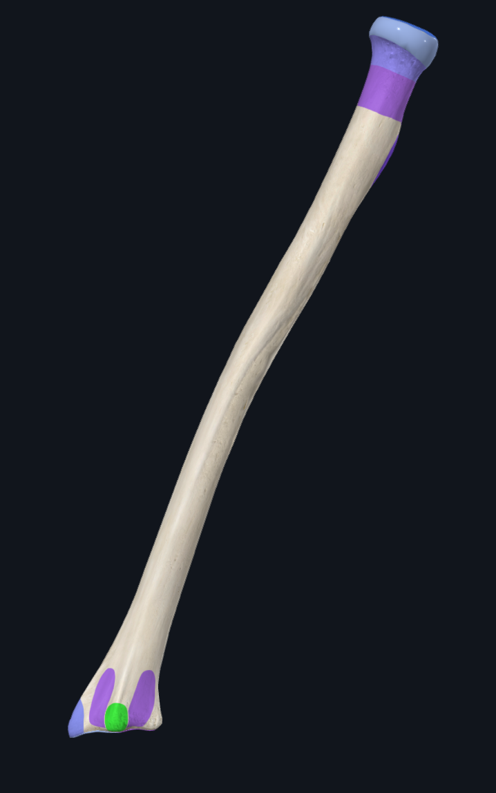 Dorsal radial tubercle (Lister's tubercle)