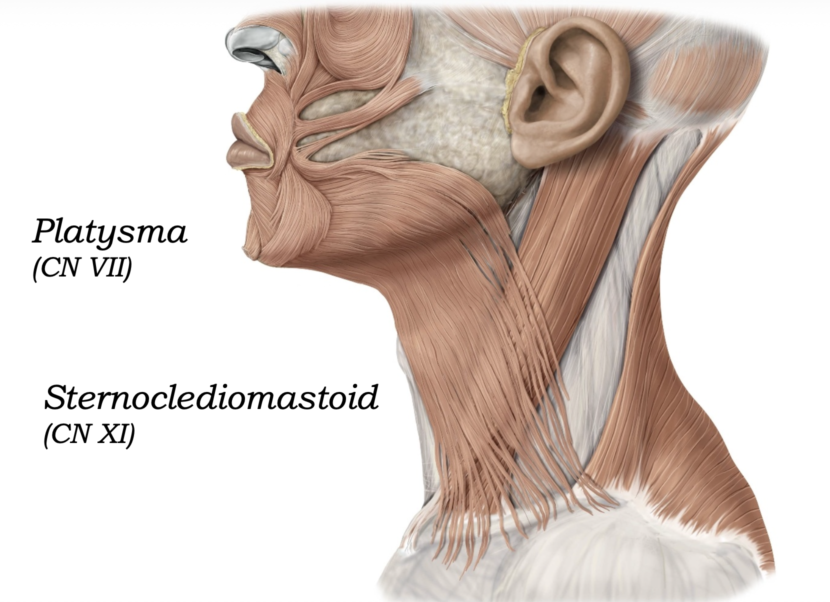 Platysma