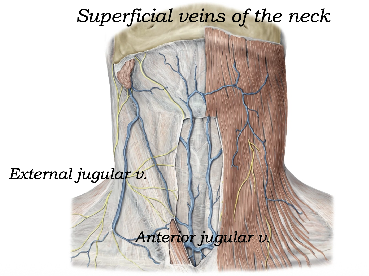 Superficial veins
