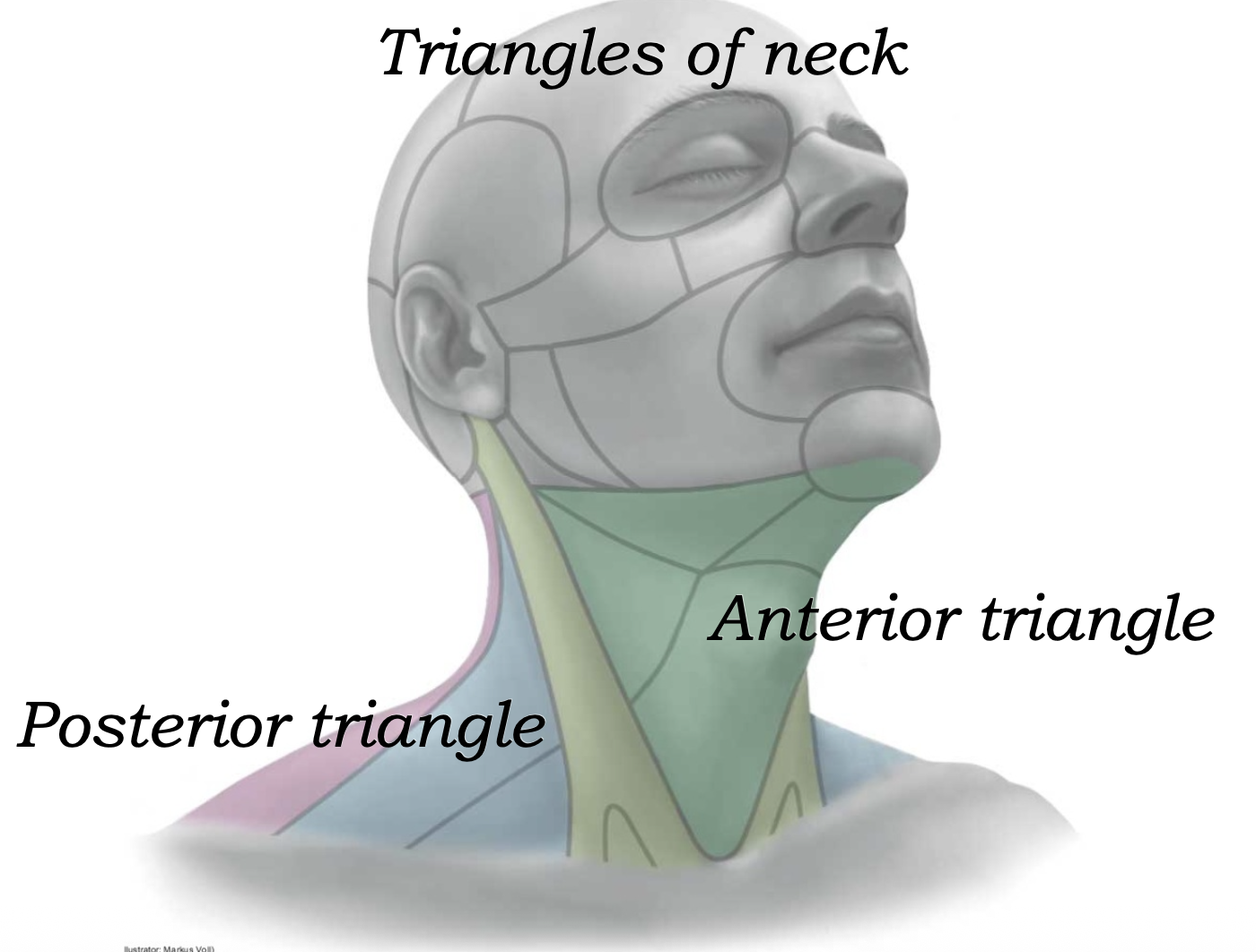 Triangles