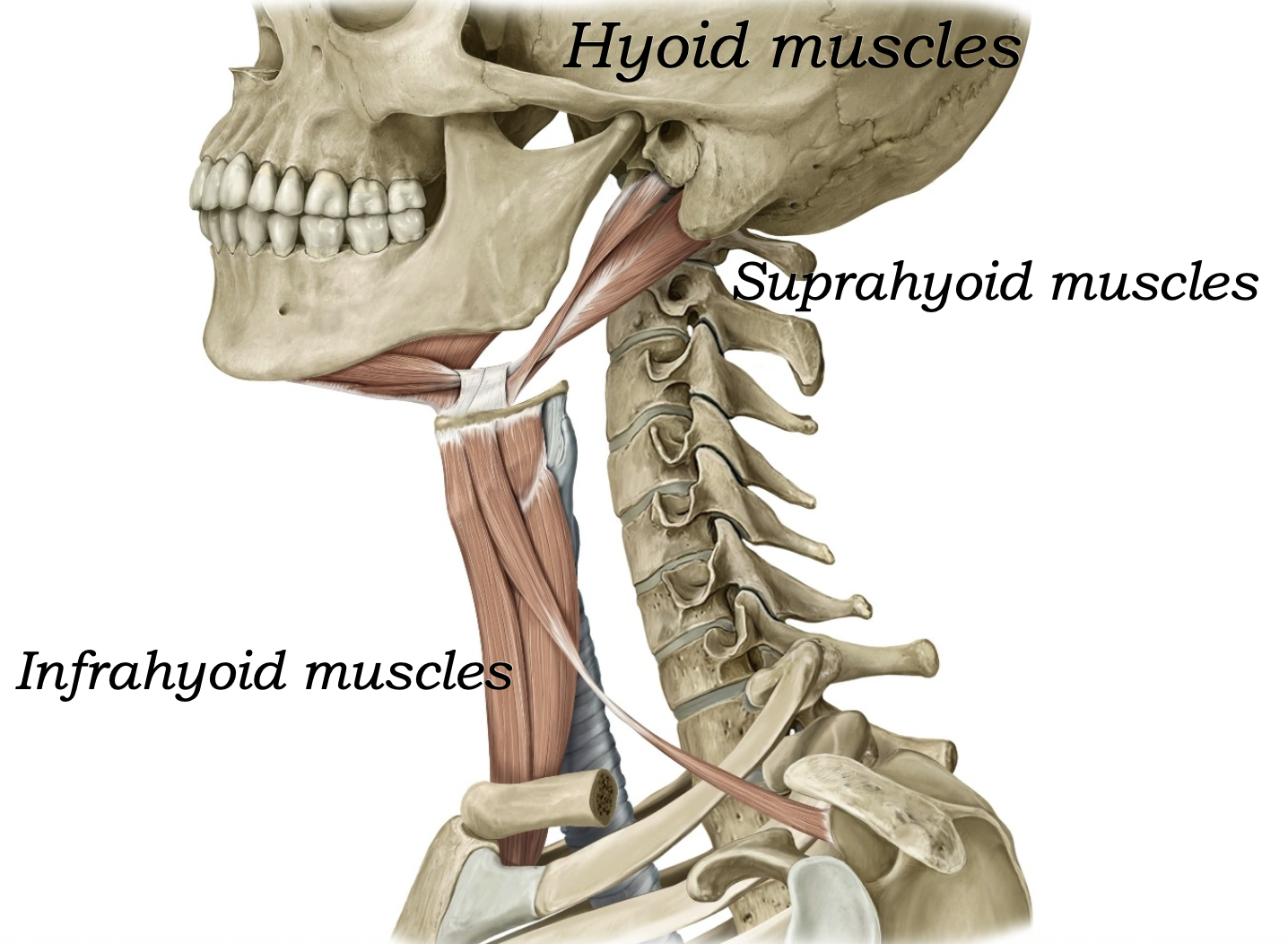 Hyoid muscles
