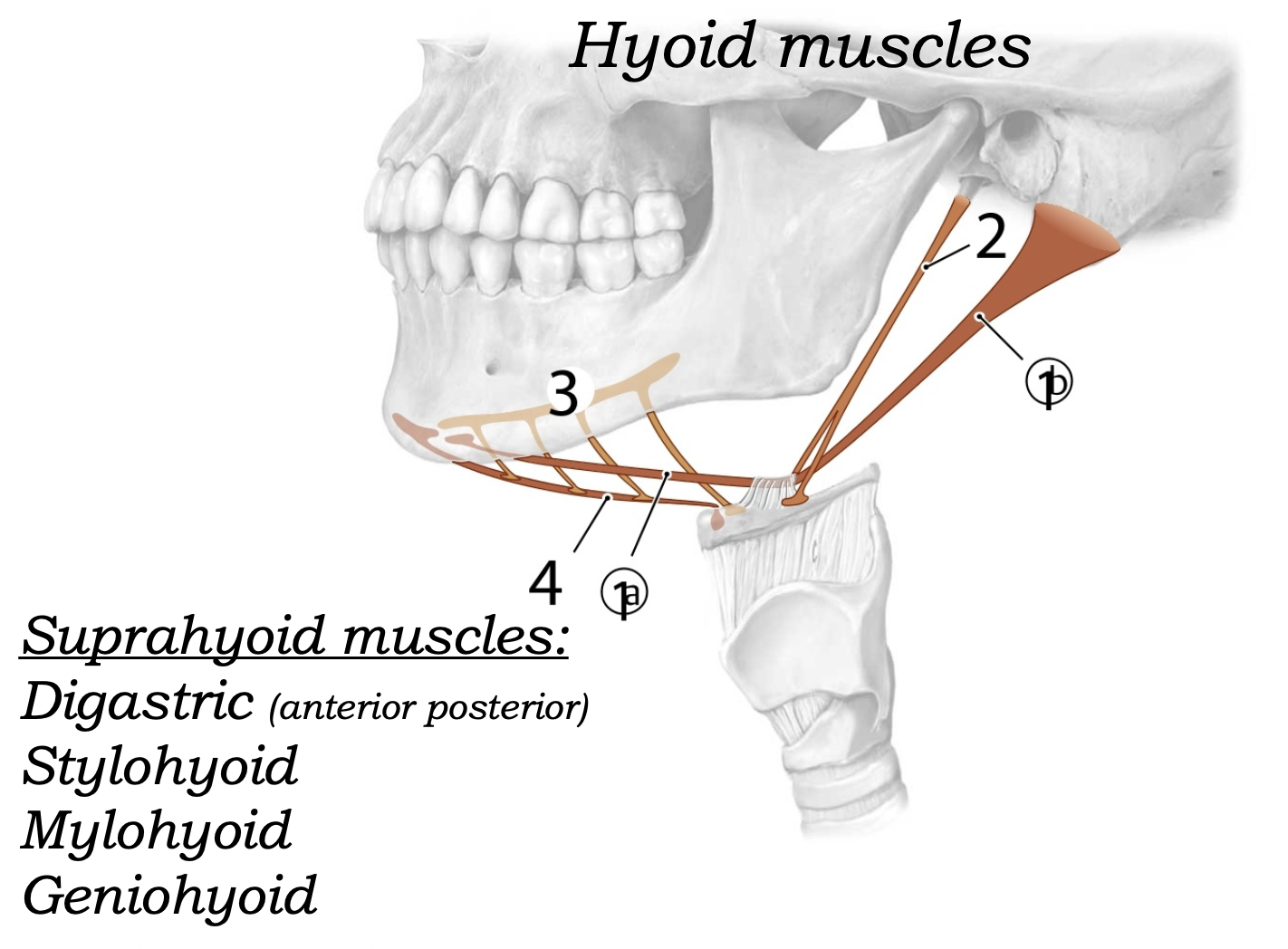 suprahyoid muscles