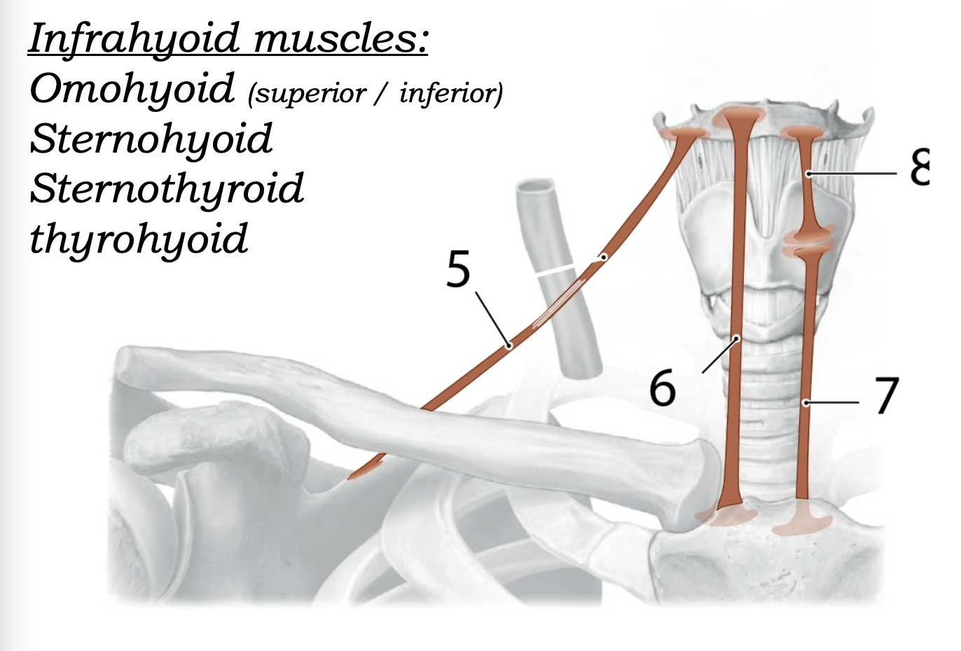infrahyoid muscles
