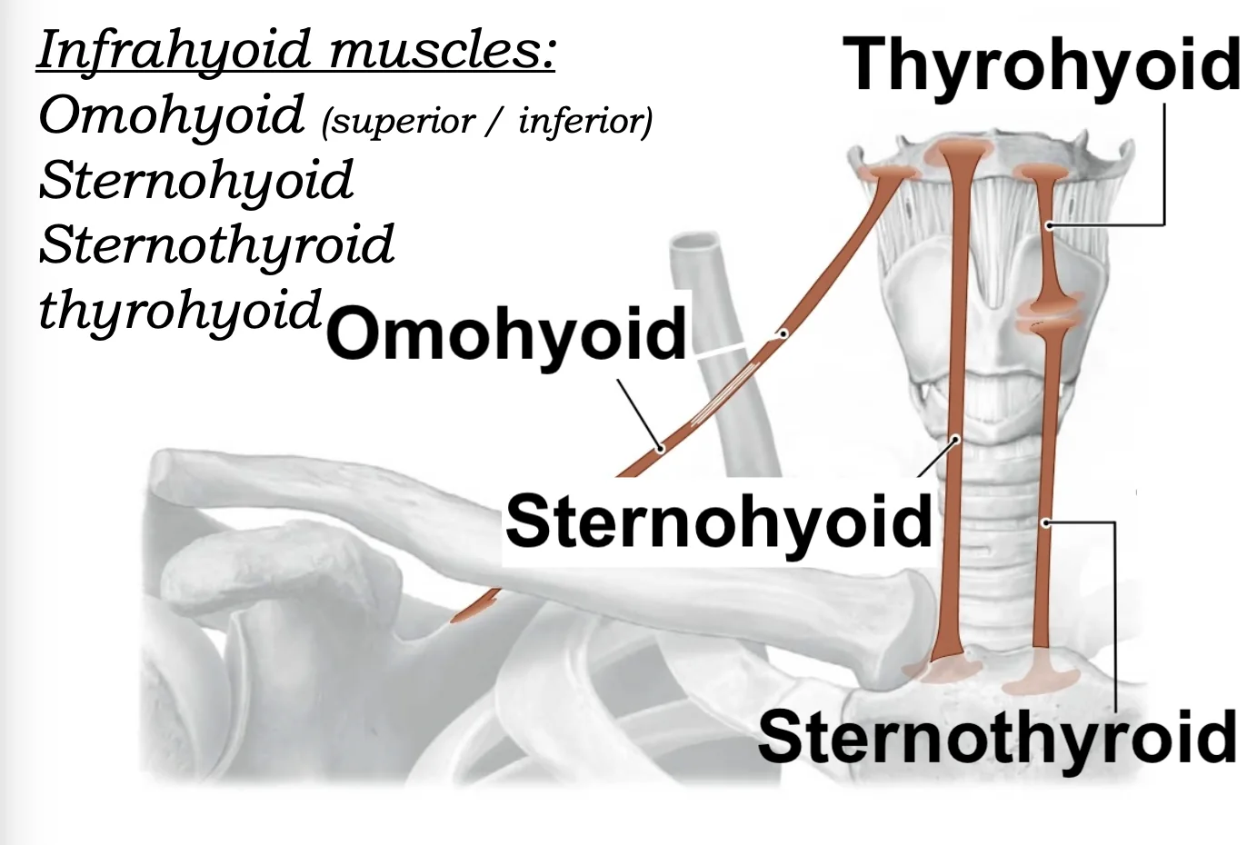 infrahyoid muscles