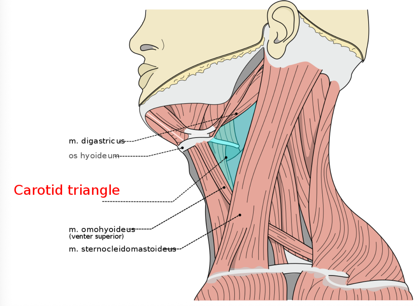 Carotid Triangle