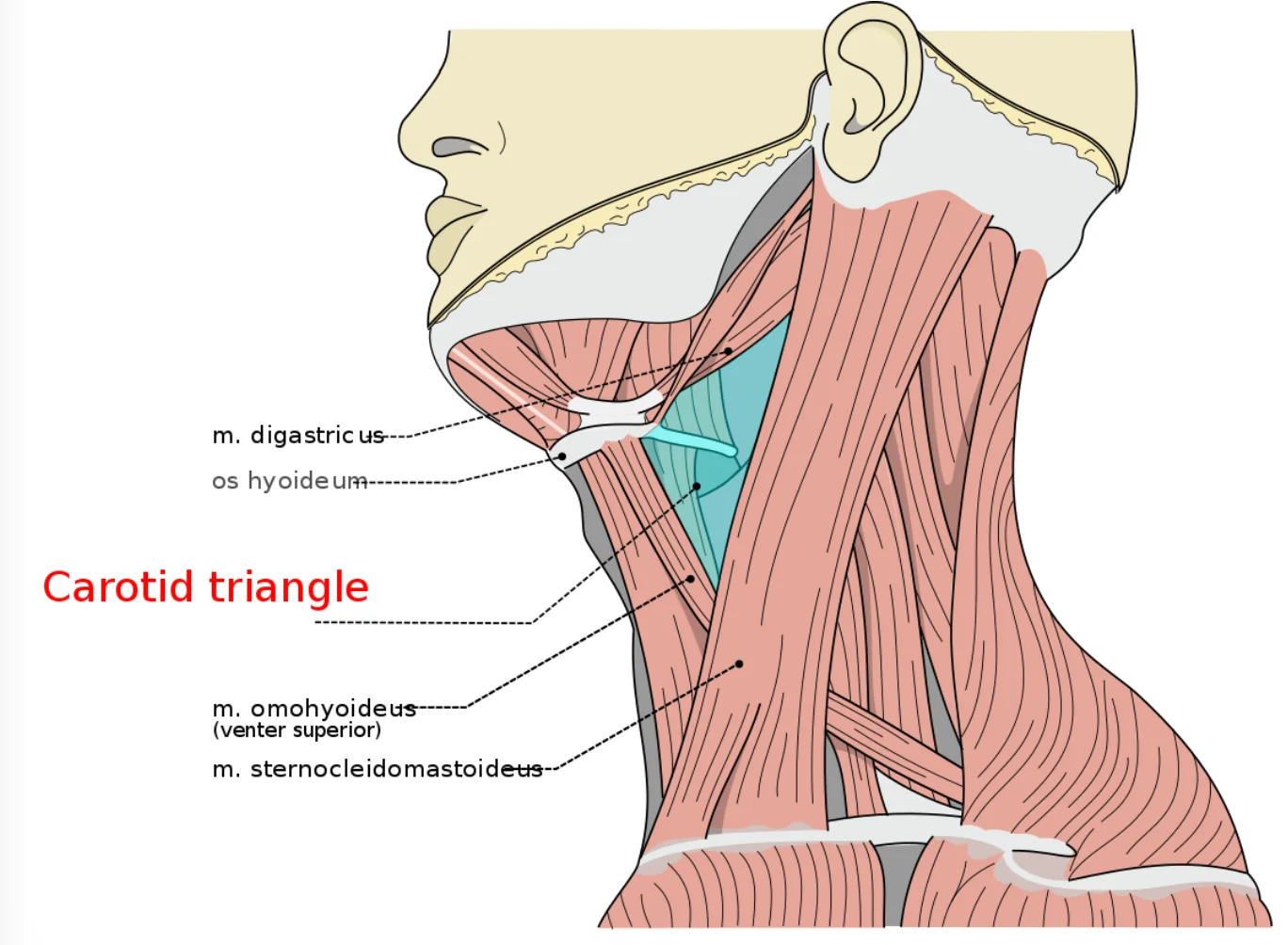 Carotid Triangle