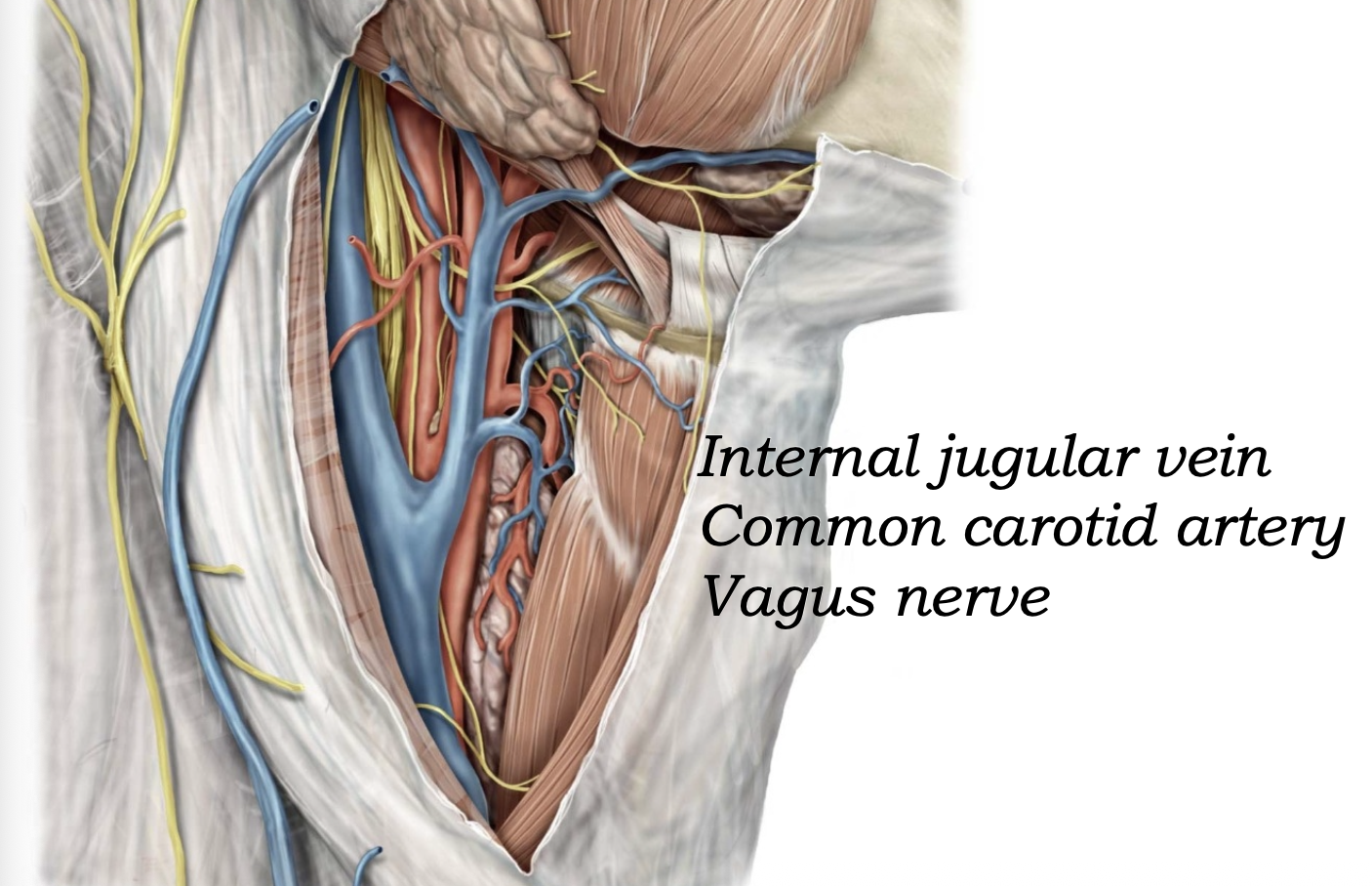 Carotid Sheath