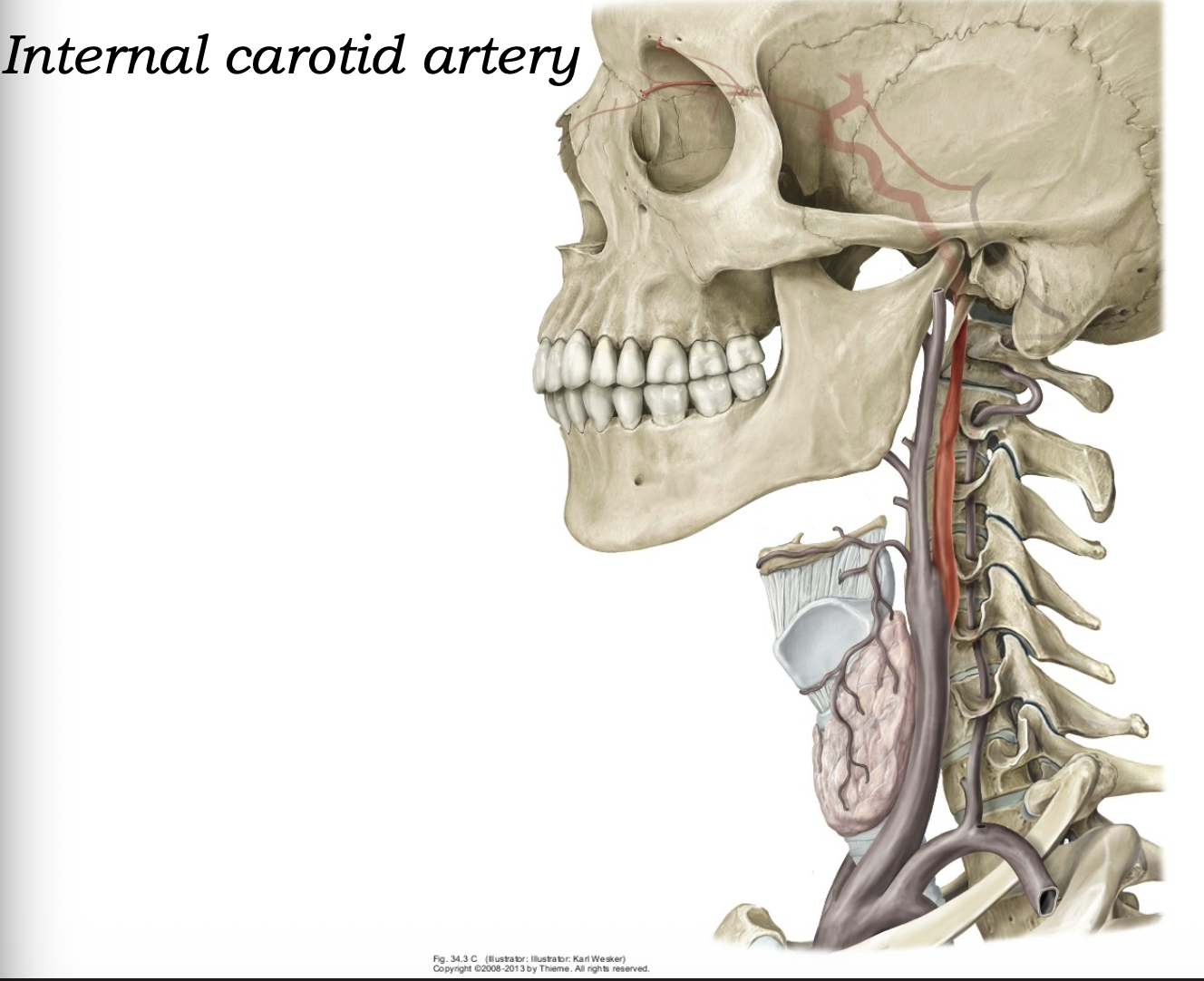Internal Carotid Artery