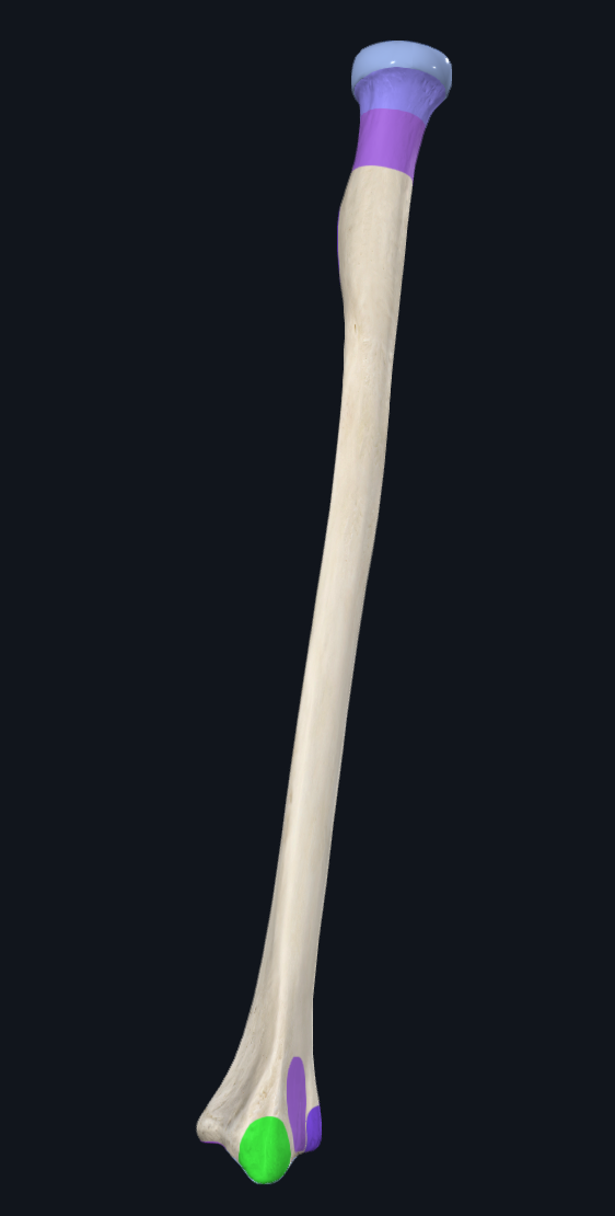 Radial styloid process