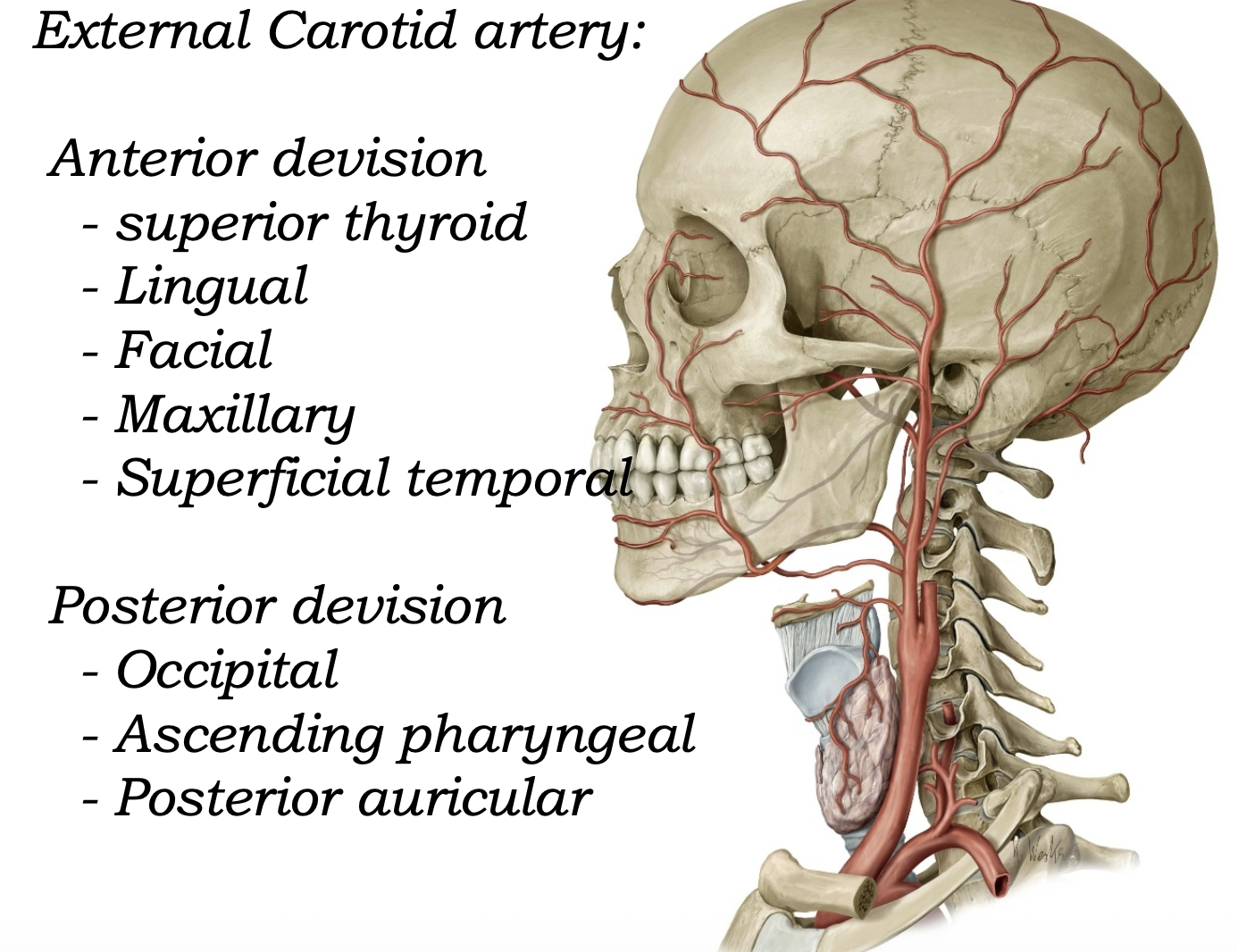 External Carotid Artery