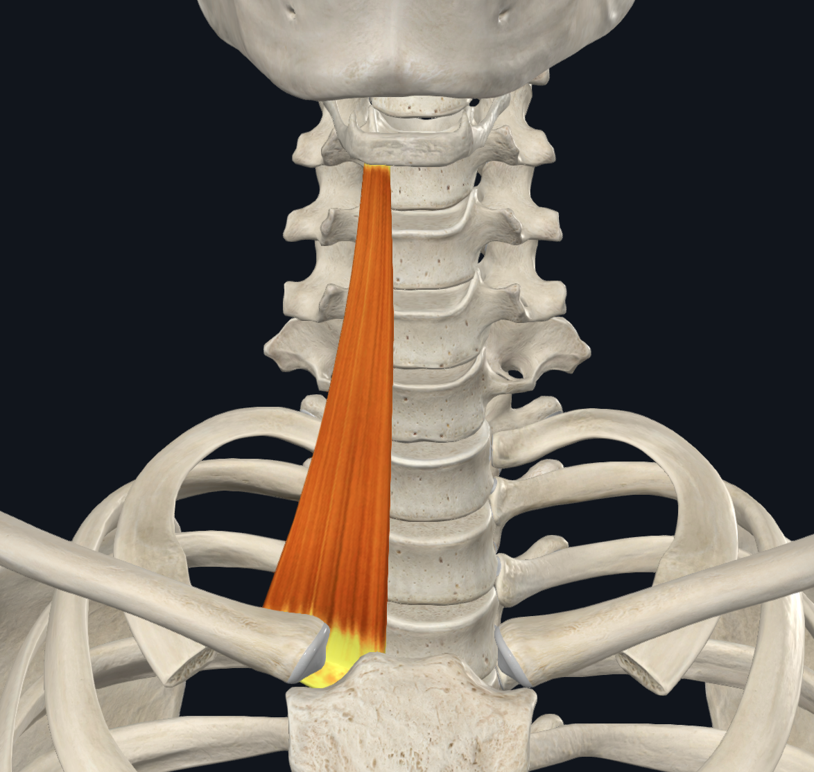 Sternohyoid