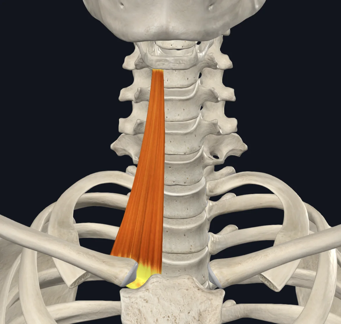 Sternohyoid
