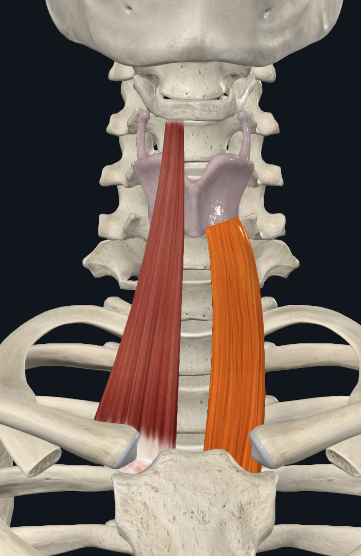 Sternothyroid Muscle