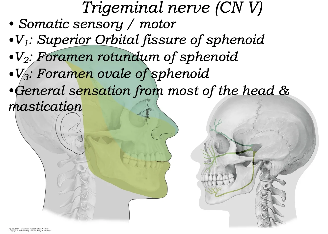Trigeminal Nerve
