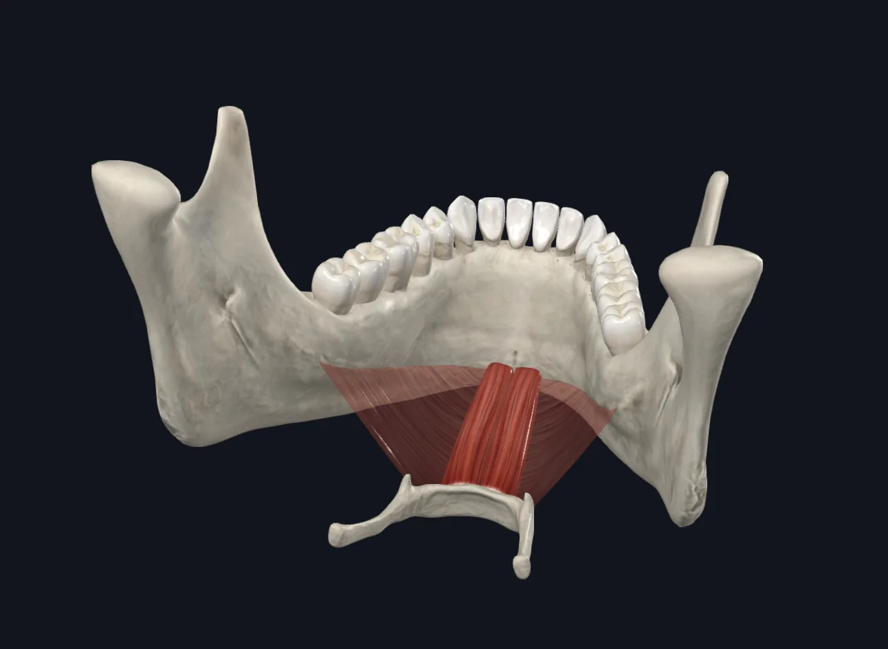 Geniohyoid