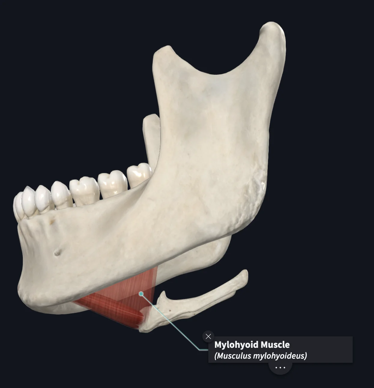 Mylohyoid