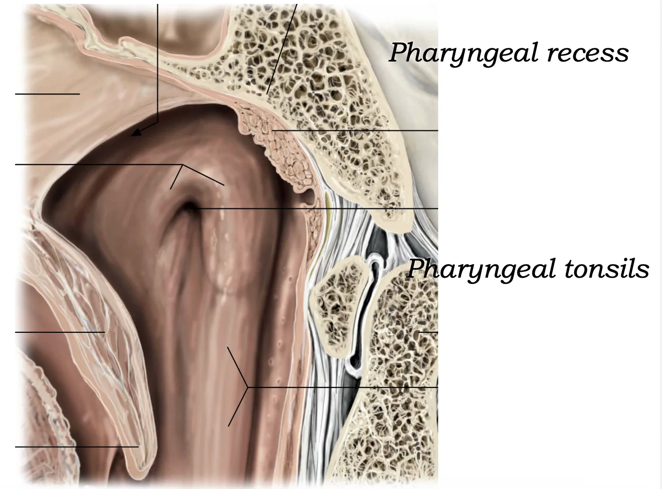 Pharyngeal tonsil2