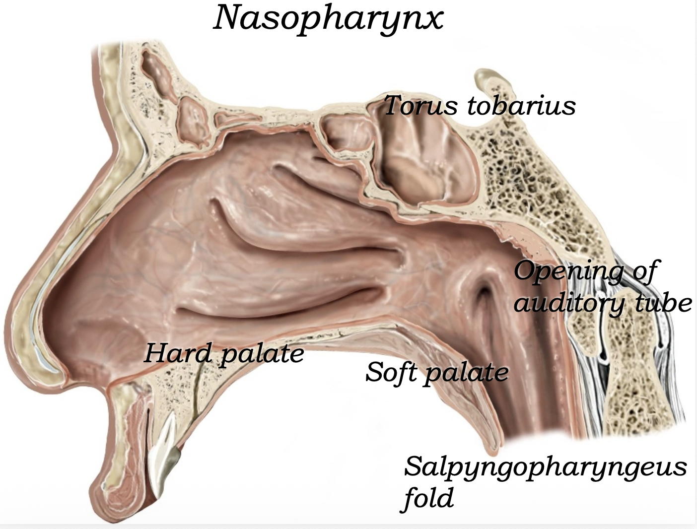 Nasopharynx