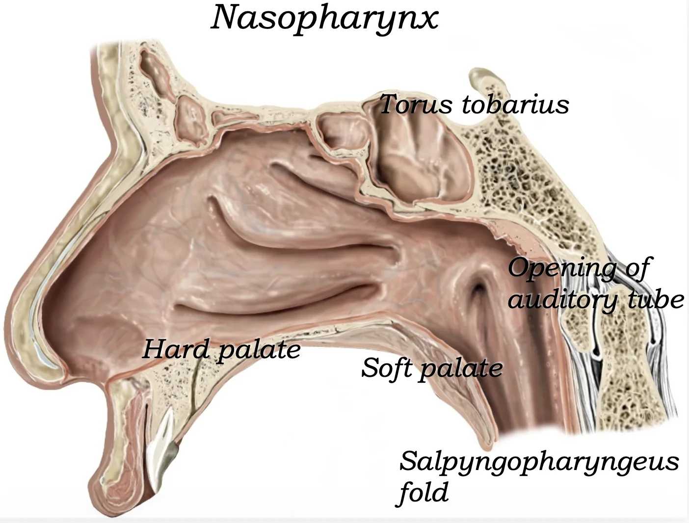Nasopharynx