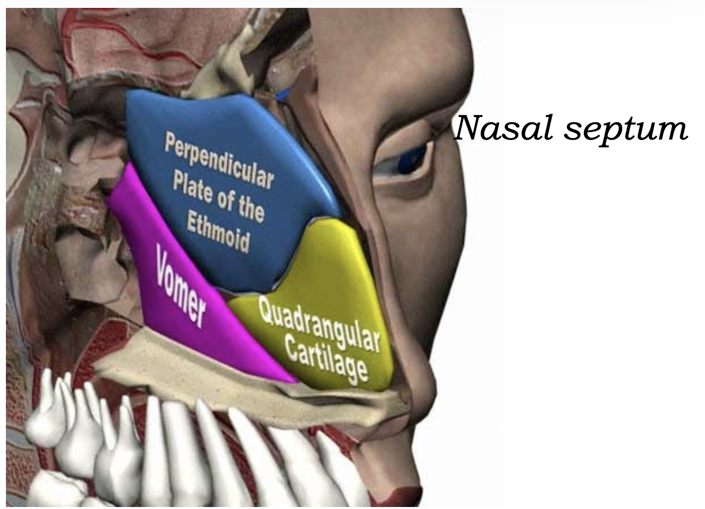 Nasal Septum