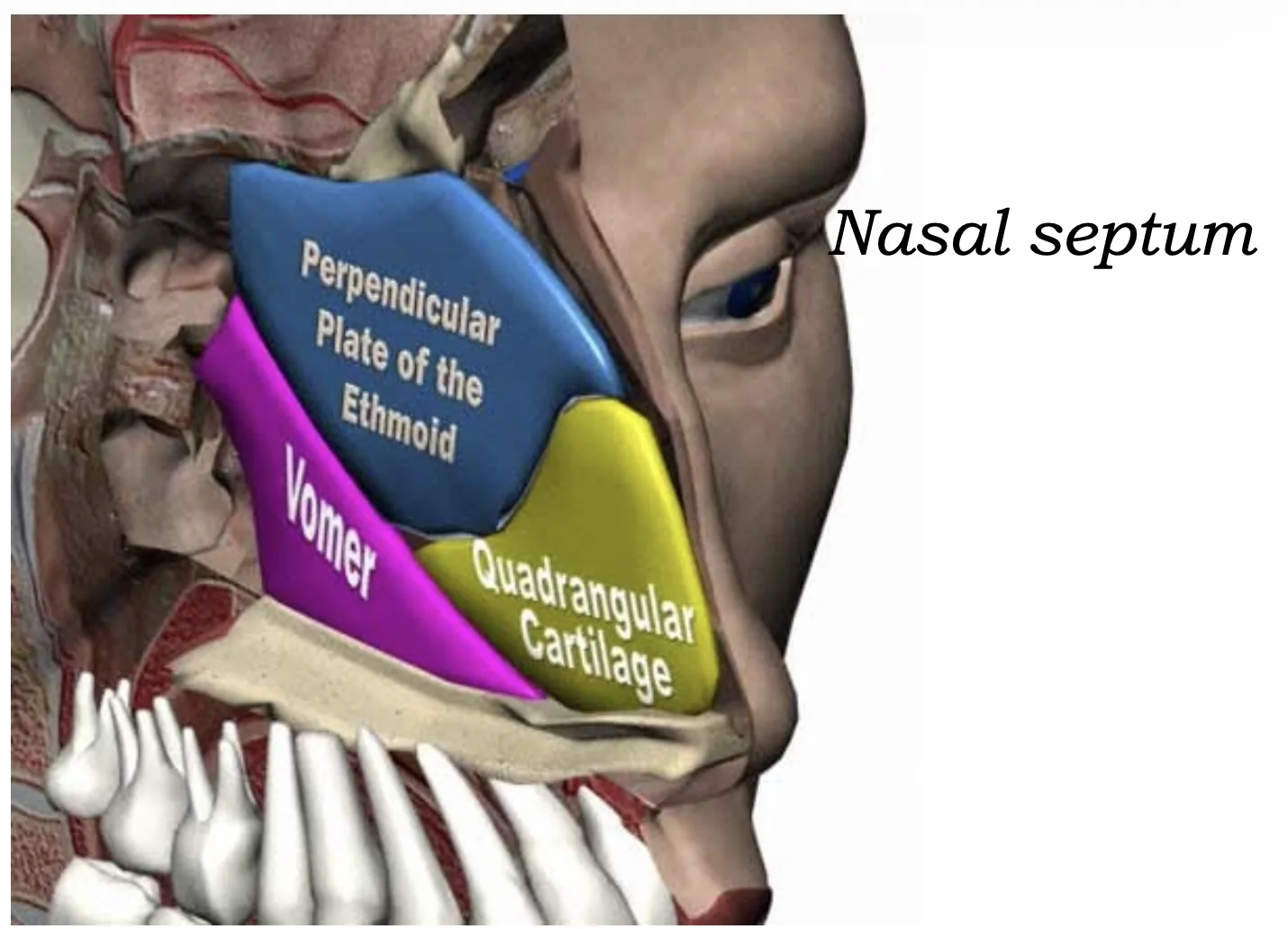 Nasal Septum