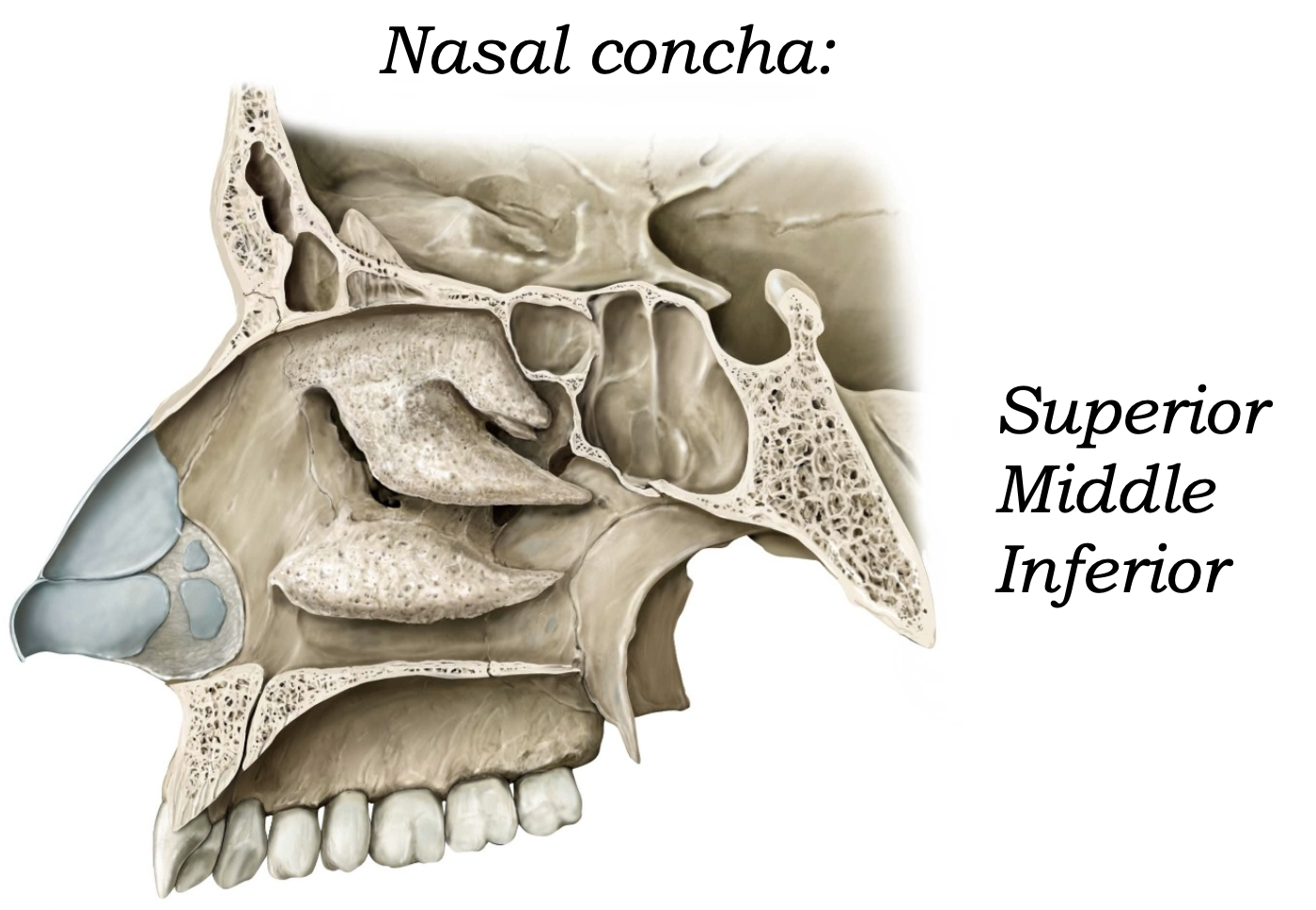 Nasal Conchae
