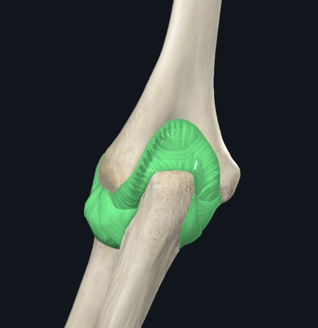 Humeroulnar Joint (left)