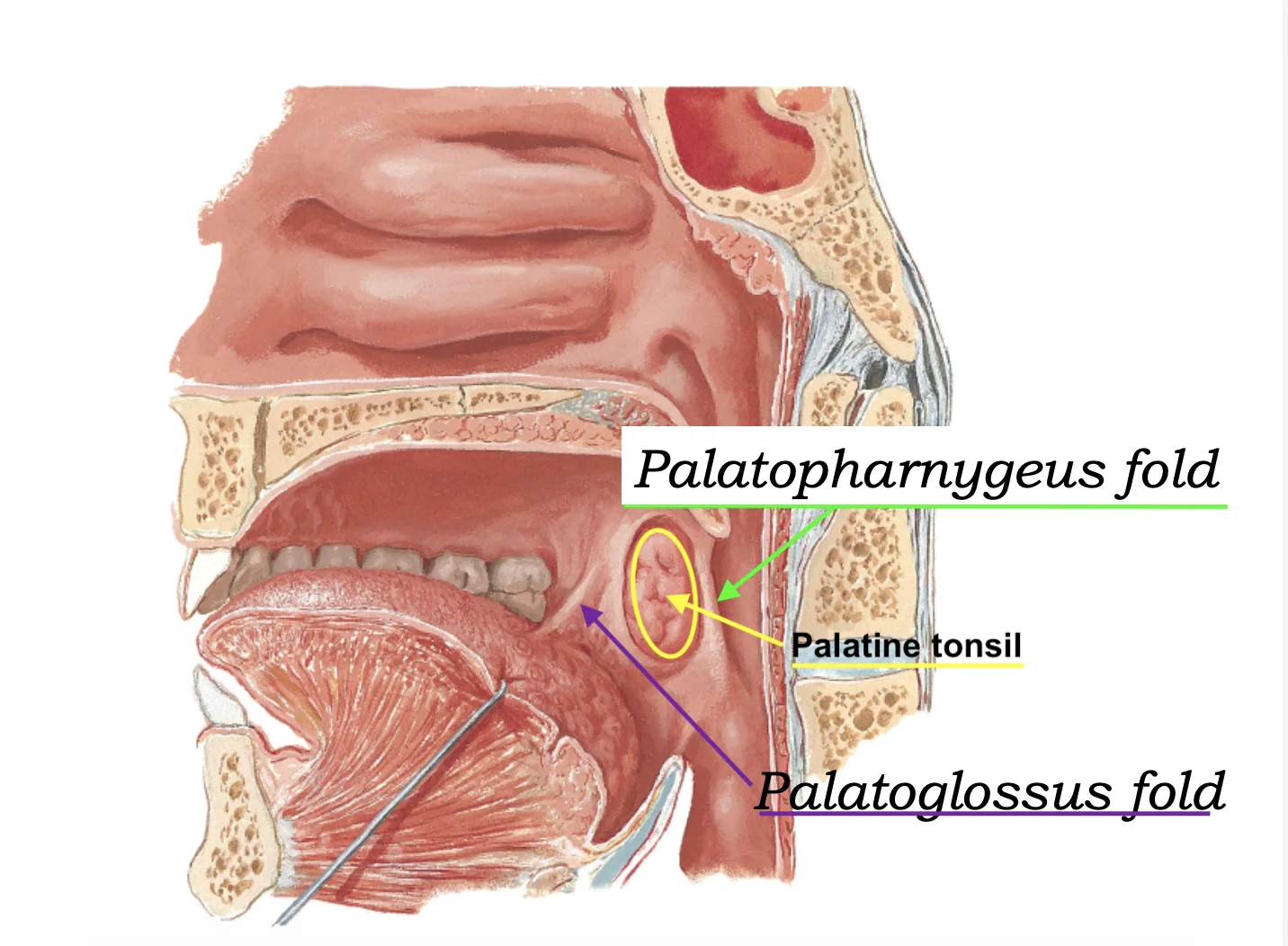 Palatopharyngeal Fold