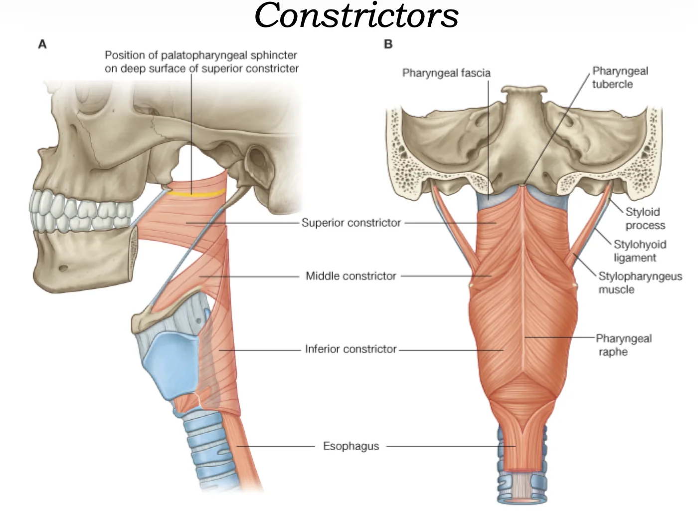 Constrictors