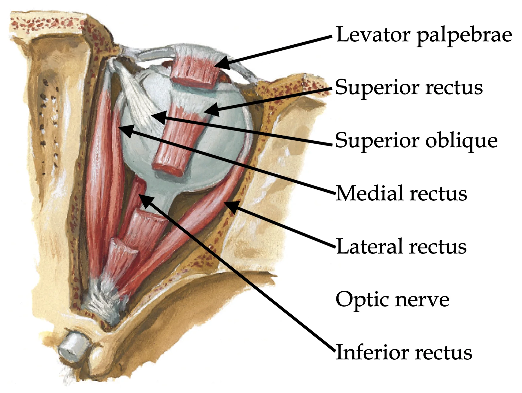 Levator palpebrae
