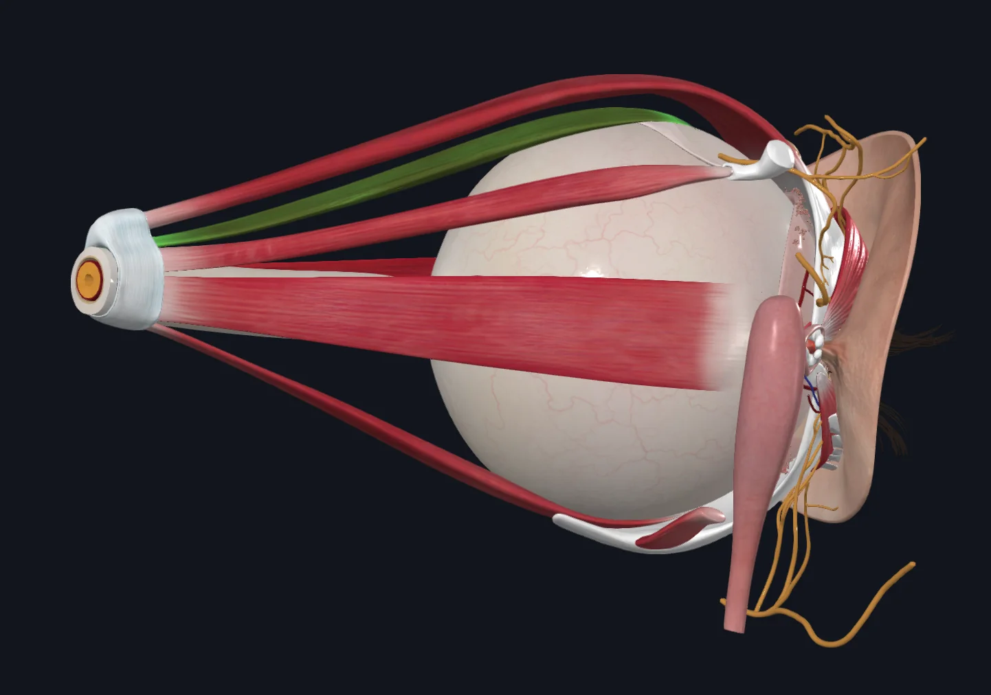 Superior Rectus