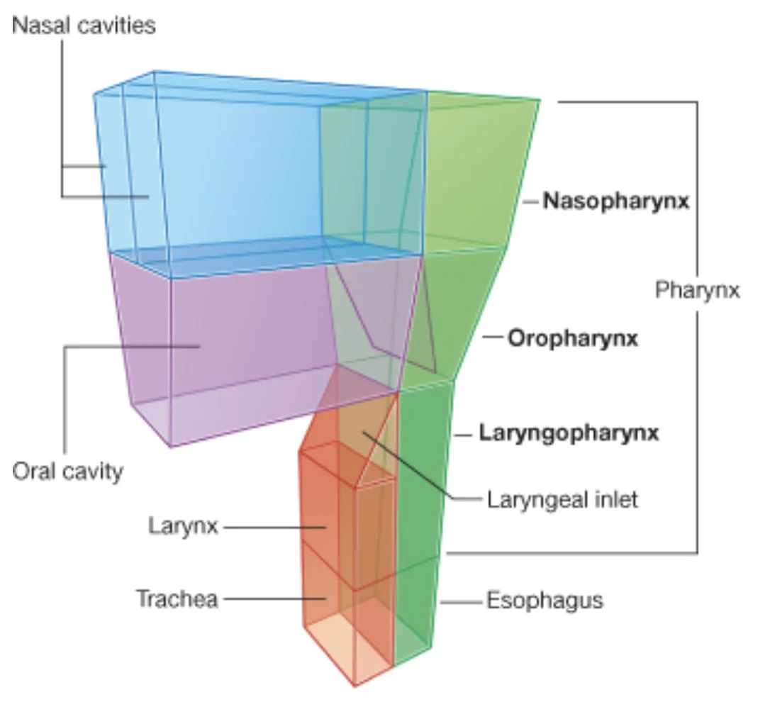 Pharynx