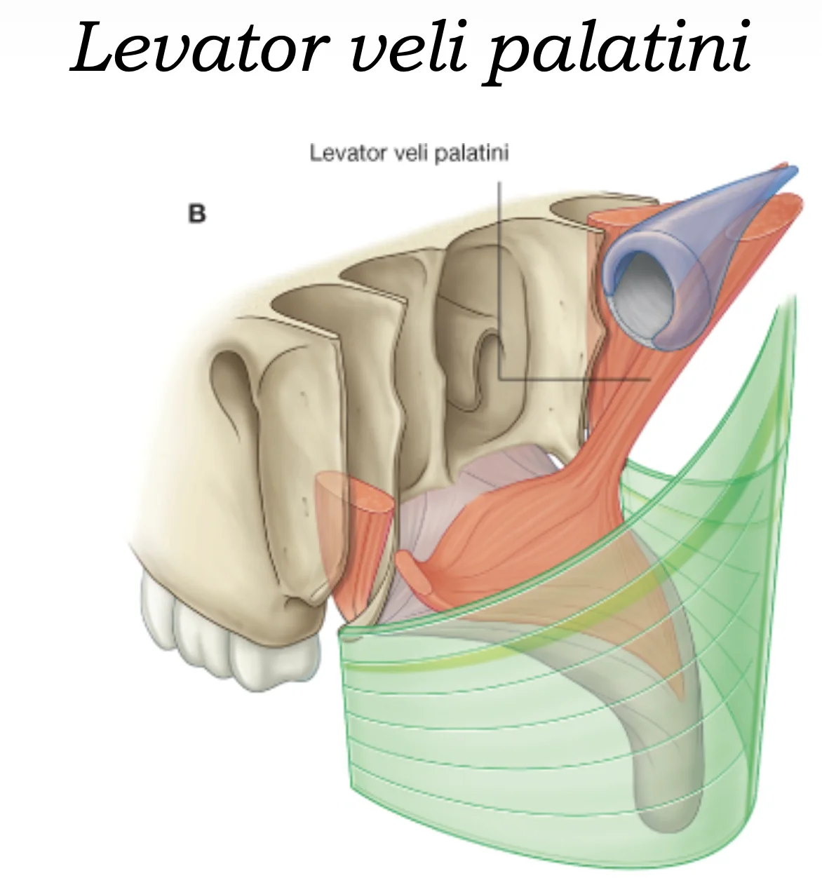 Levator Veli Palatini