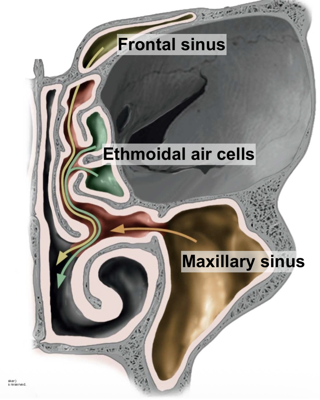 Drainage of the nasal sinuses