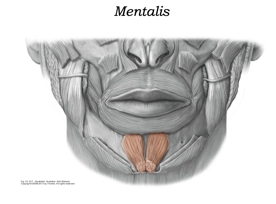 Mentalis