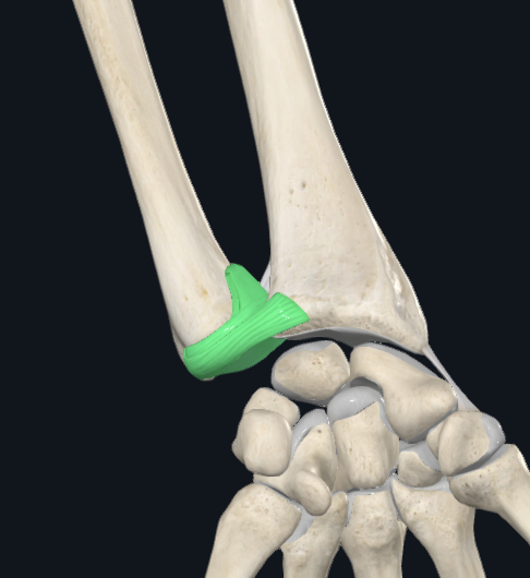Distal Radioulnar Joint (left)