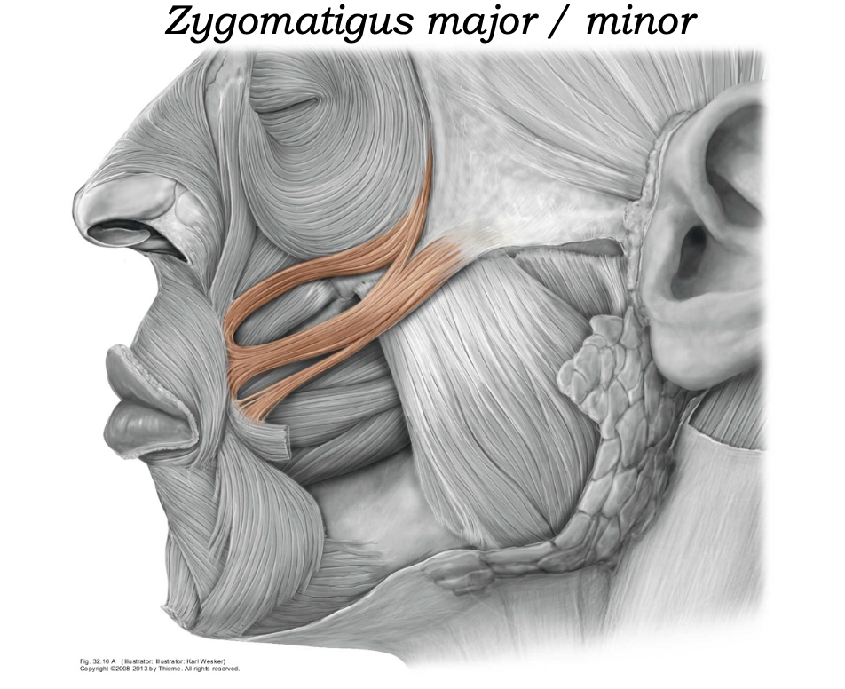 Zygomaticus Major ו־Zygomaticus Minor