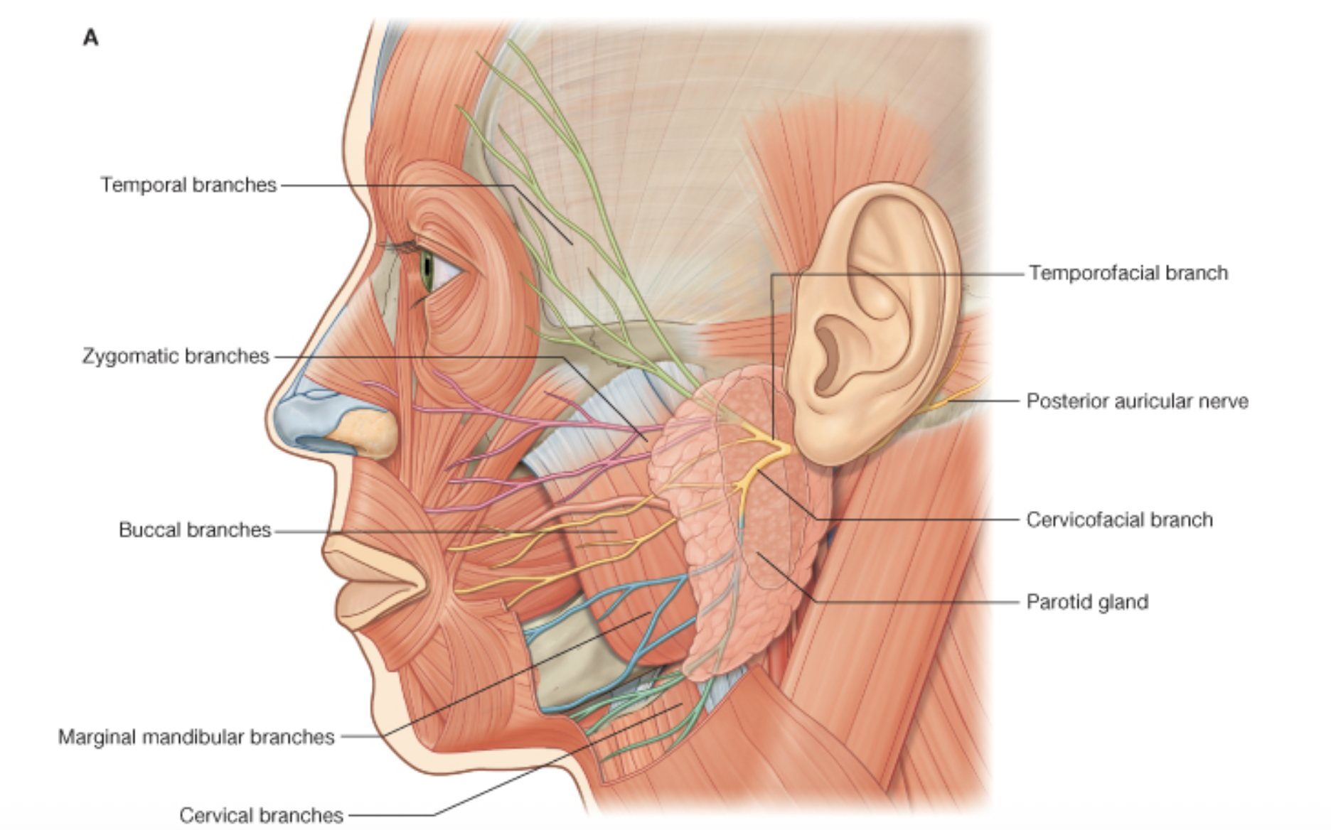 Facial Nerve Branches