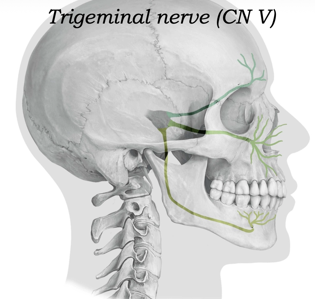 Trigeminal Nerve