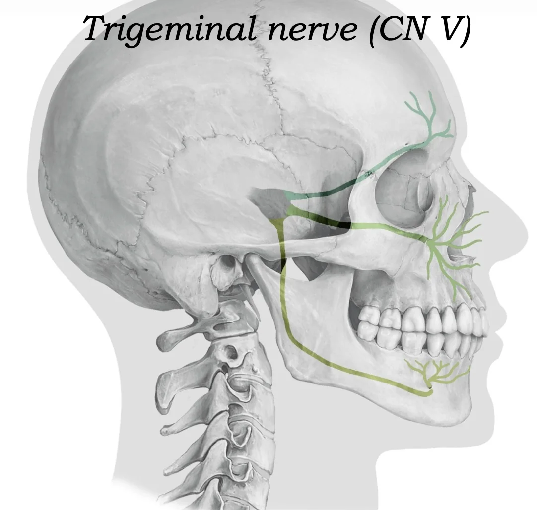 Trigeminal Nerve