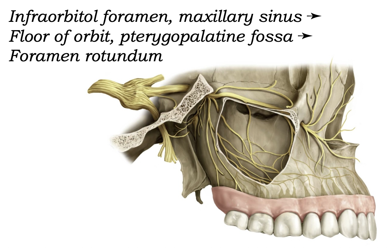 Maxillary Nerve