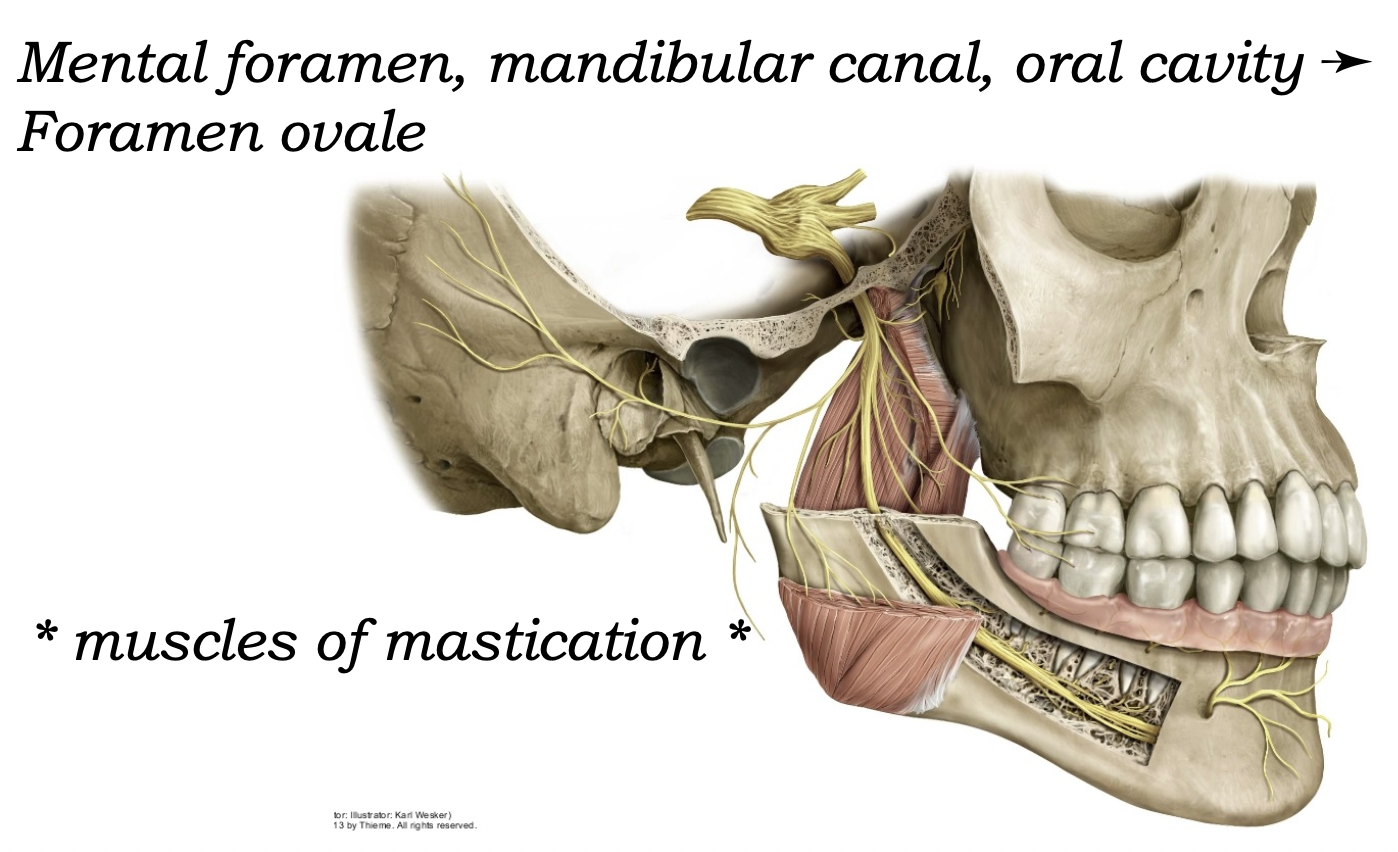Mandibular Nerve
