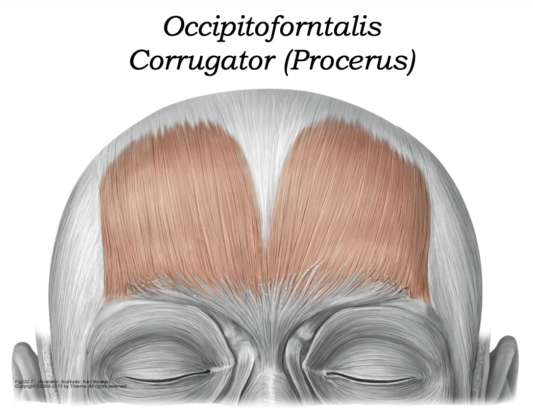 Corrugator Supercilii ו־Procerus