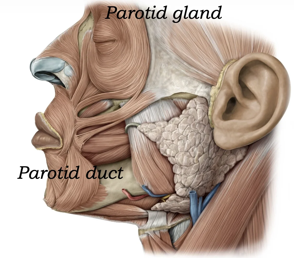 Parotid Gland
