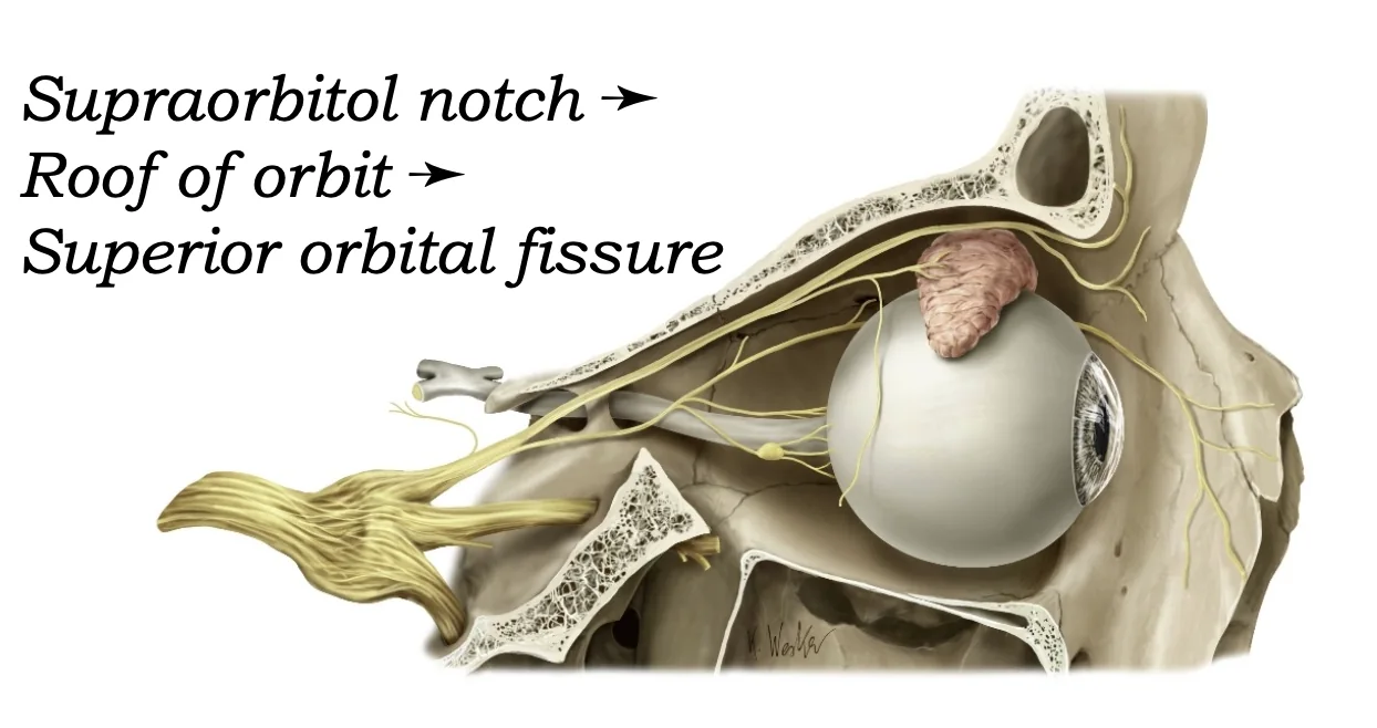 V1 - Ophthalmic Nerve