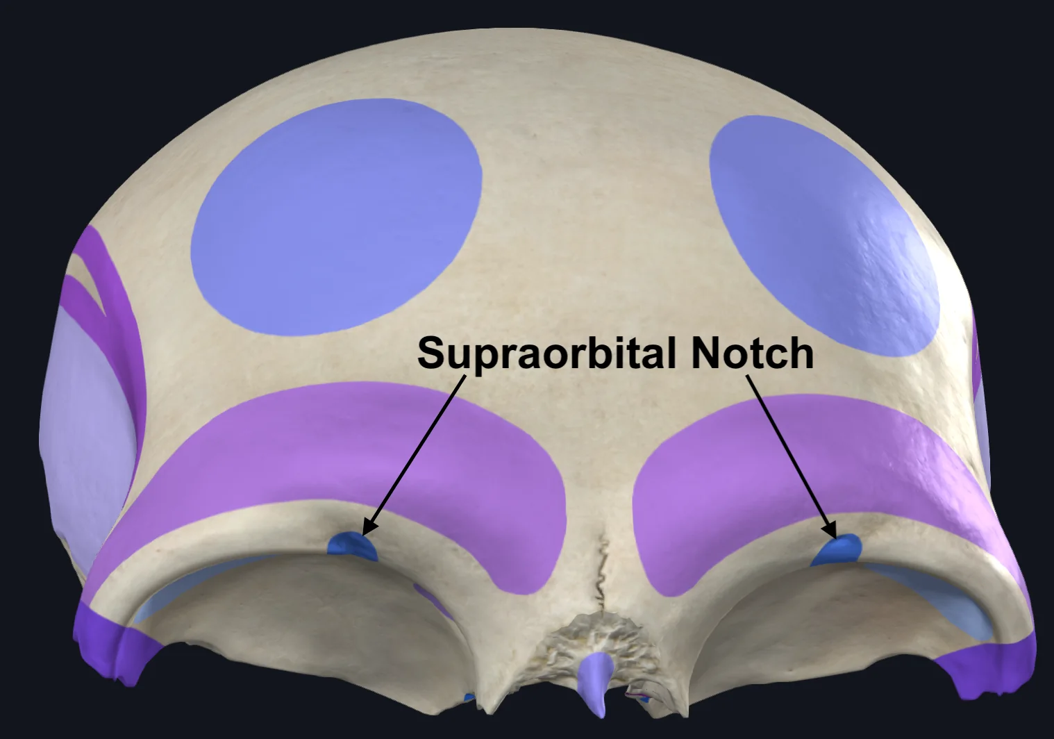 Supraorbital Notch