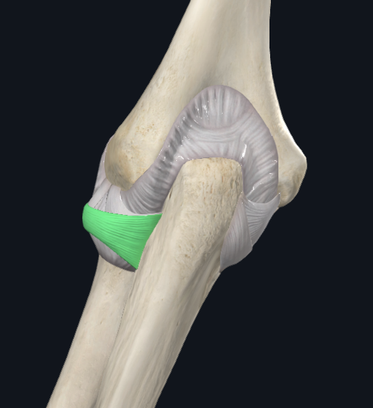 Proximal Radioulnar Joint
