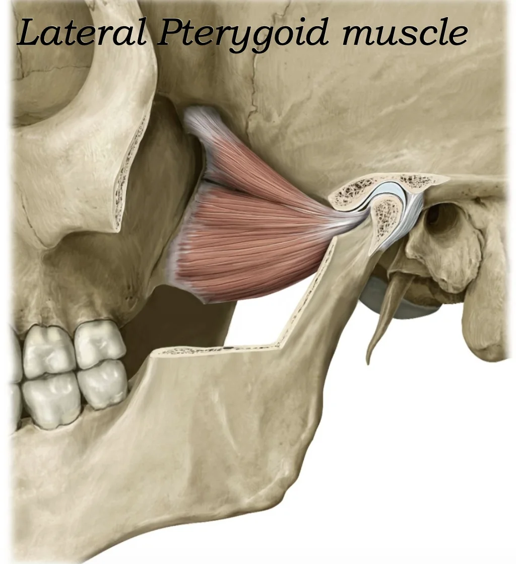 Lateral Pterygoid